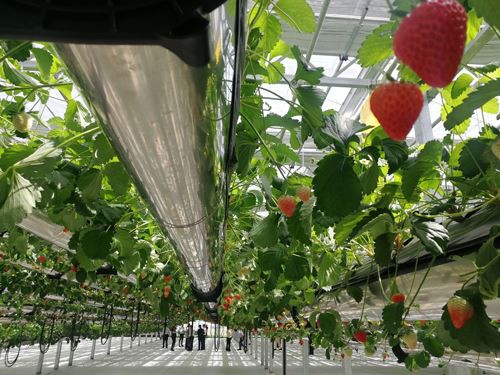 What are the composition systems of the flower glass greenhouse What are the composition systems of the flower glass greenhouse