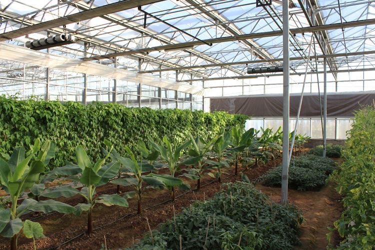 PC Greenhouse