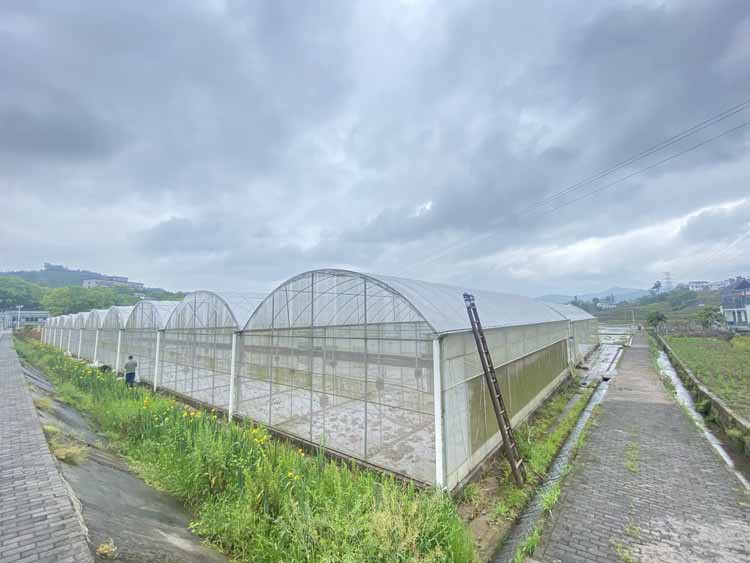 Agricultural Greenhouse Agricultural Greenhouse