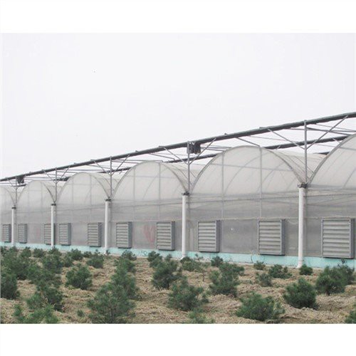 Plaisteach Cheaptha Teasa 50 X 100